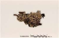 藏品(雙歧根梅衣屬)的圖片